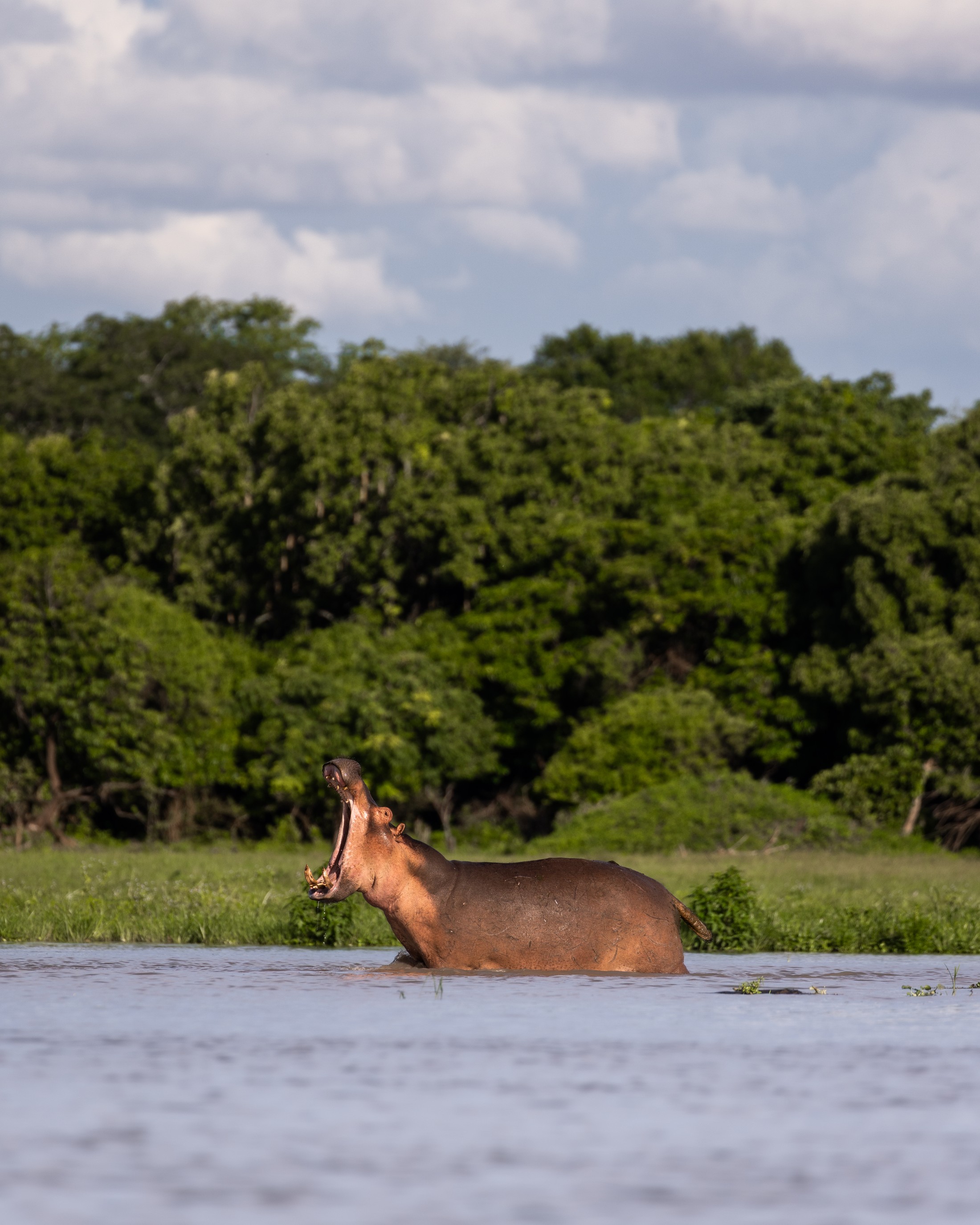 A hippo in the river with its mouth open.