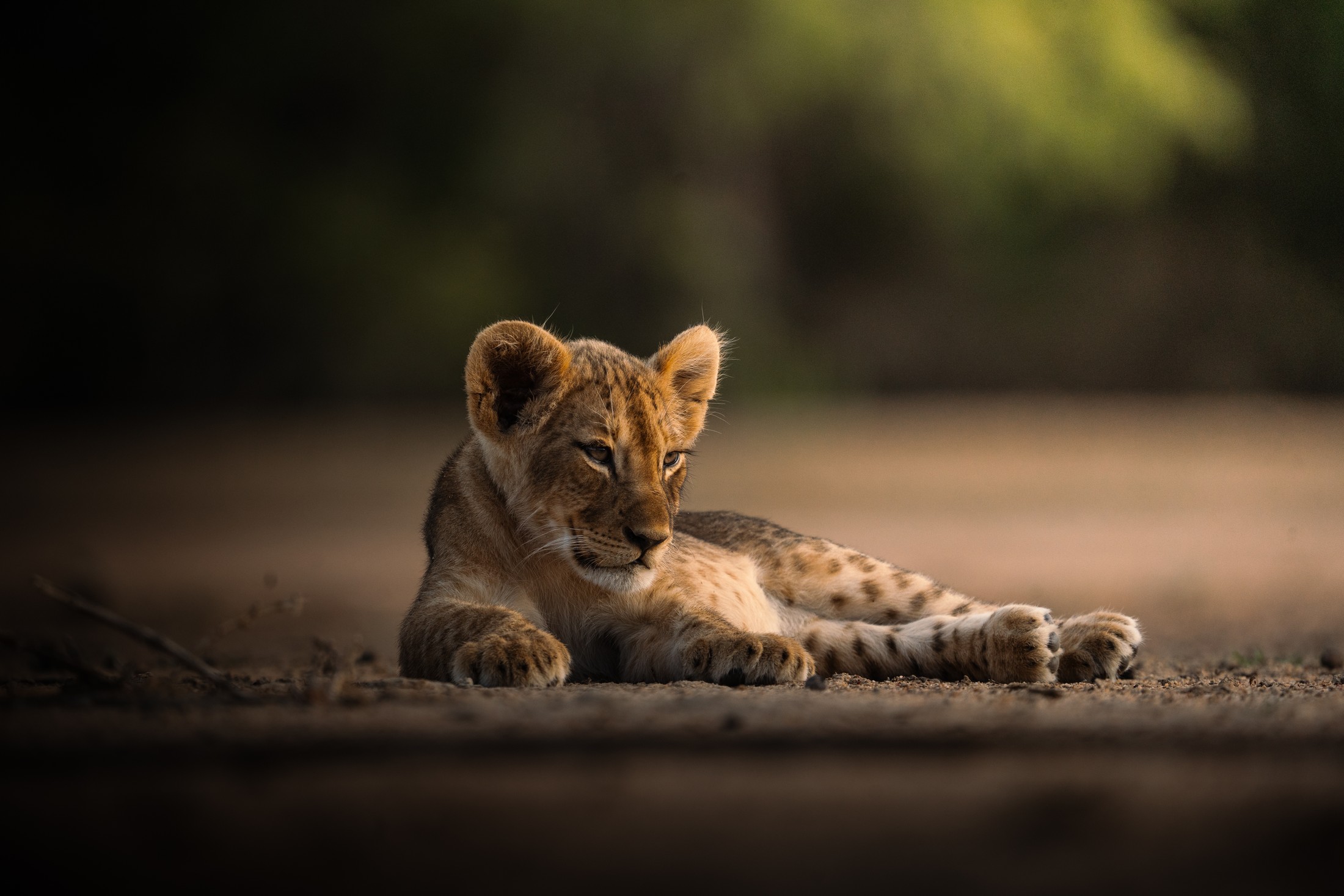 A lion cub resting in Liwonde.