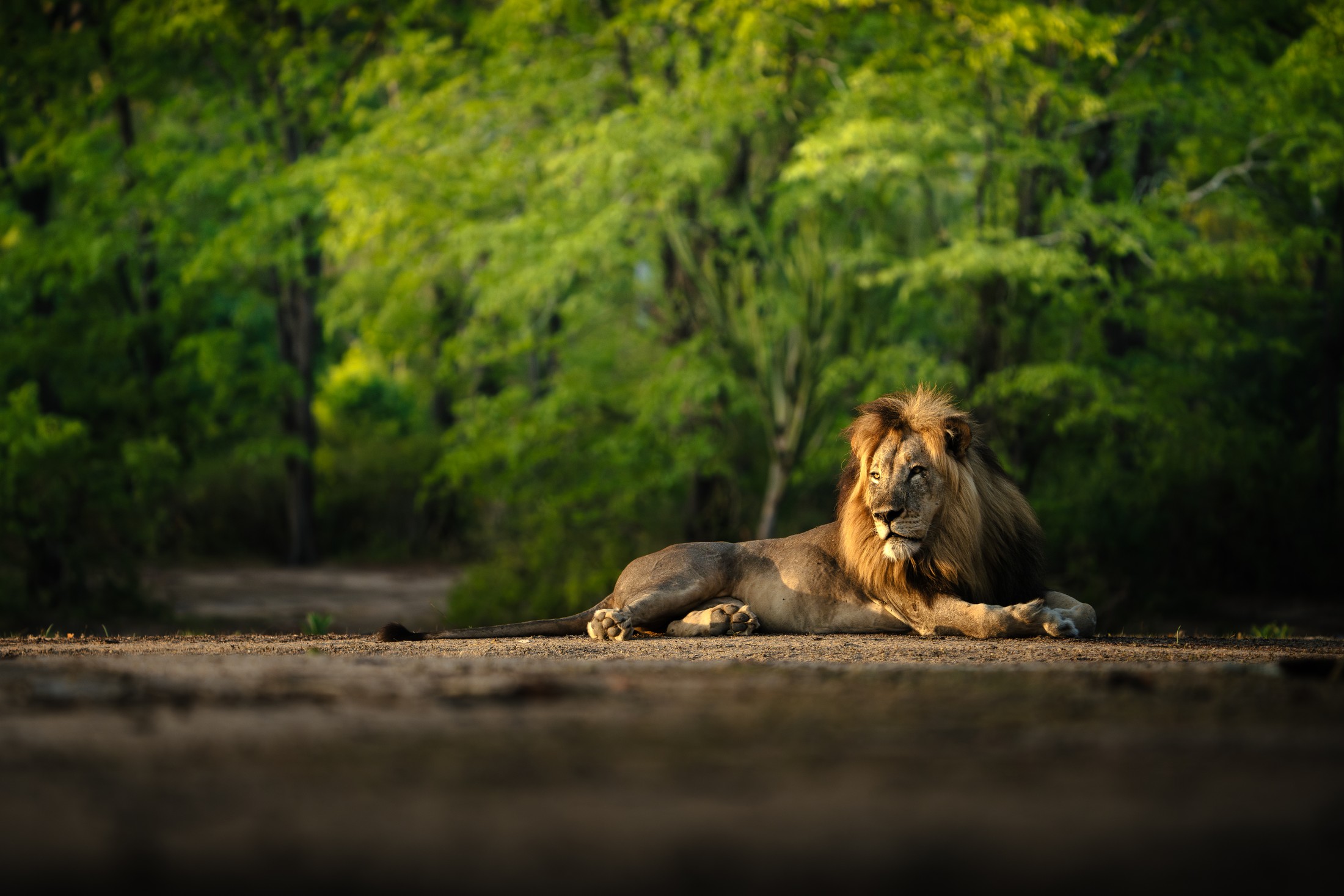 A male lion resting beside Liwonde woodland.