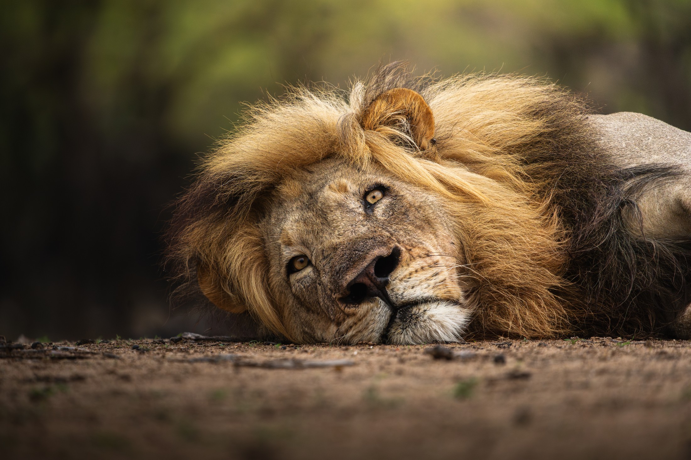 A resting male lion photographed at eye level.