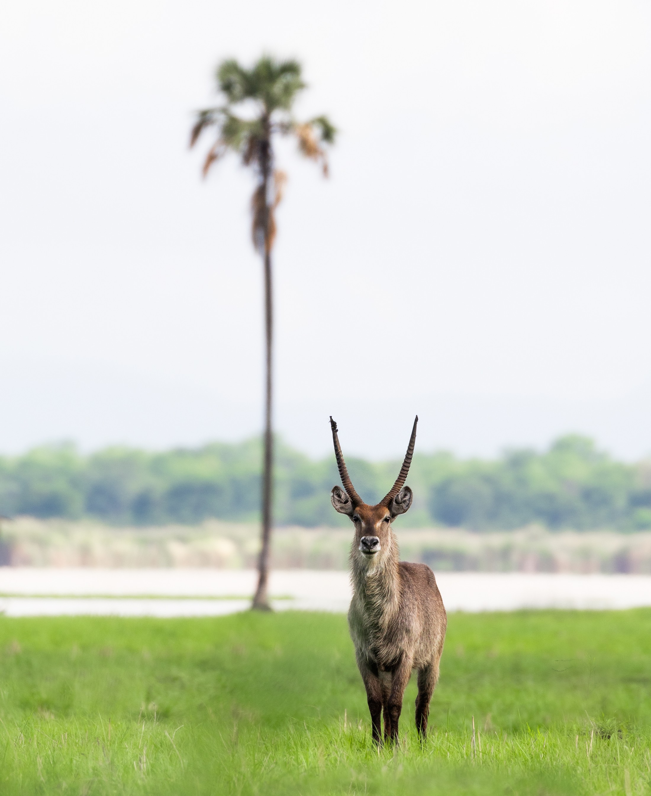 A waterbuck on the floodplain beneath a palm.