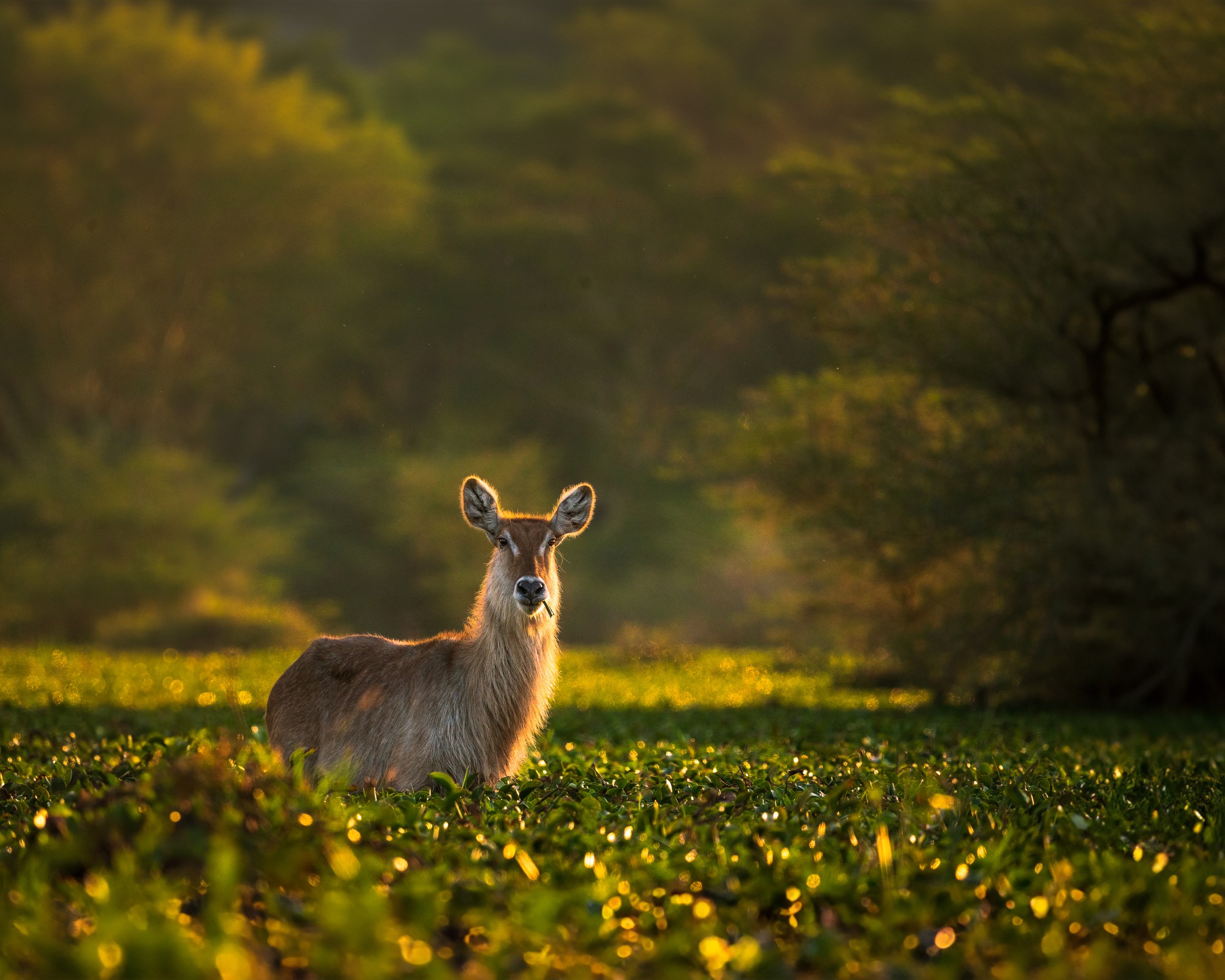 A waterbuck among flowers in warm evening light.