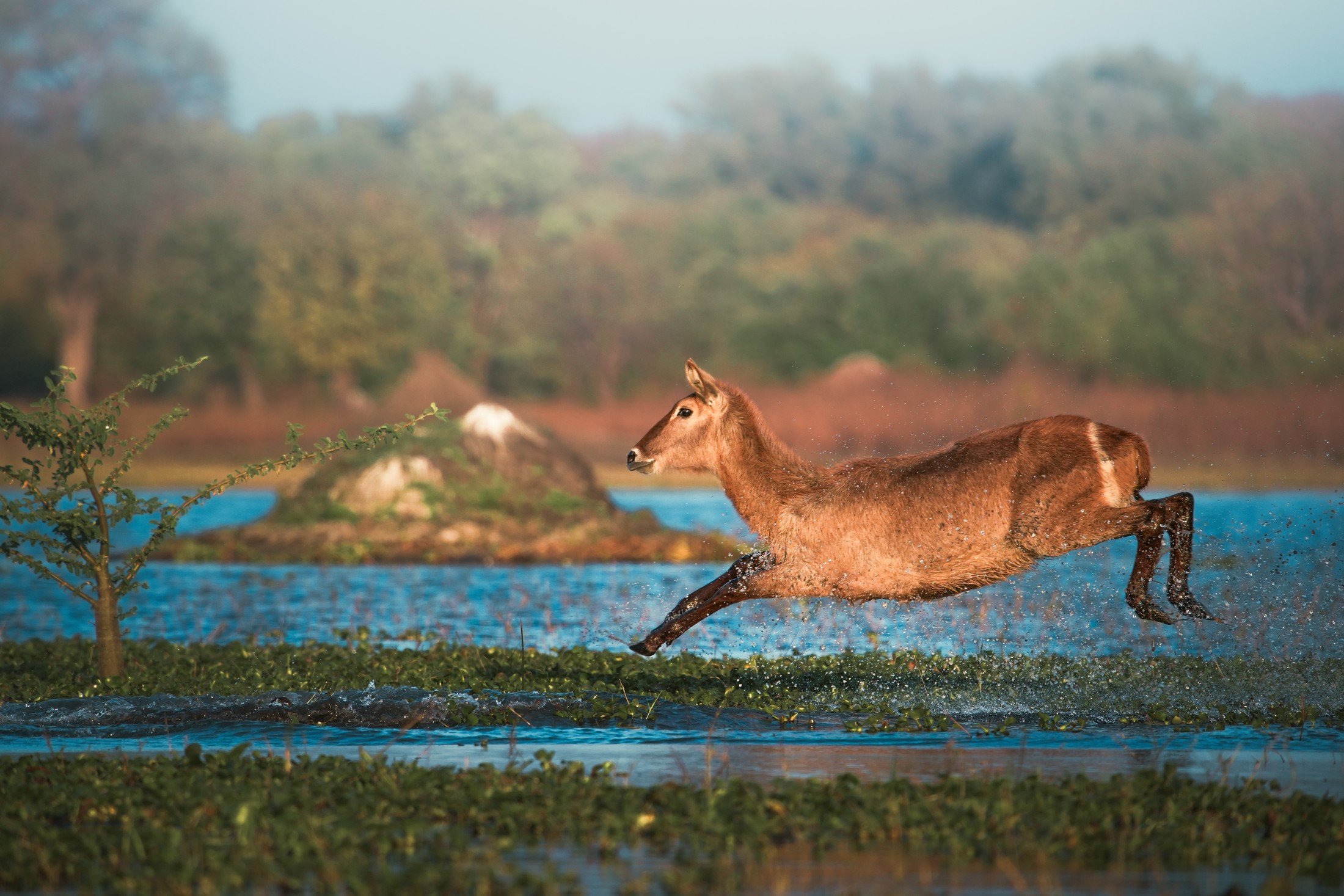 A waterbuck leaping through shallow water.