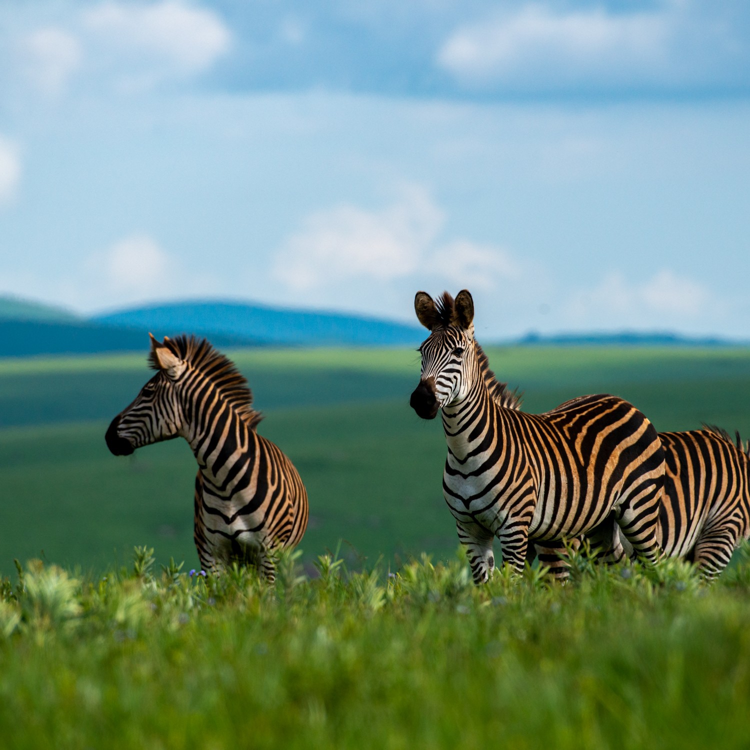 Zebra in the open grasslands of Nyika.