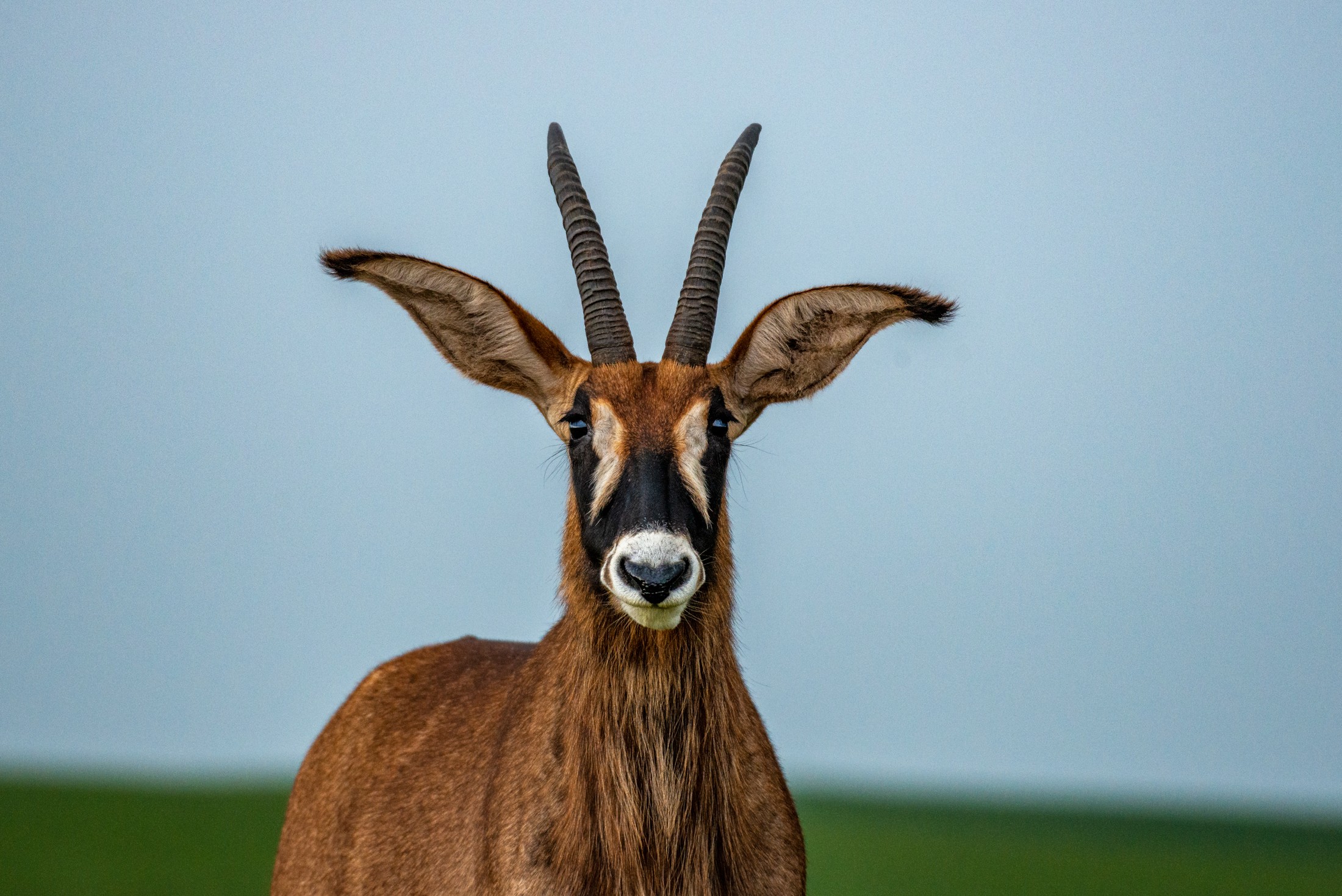 A roan antelope in Nyika’s grasslands.