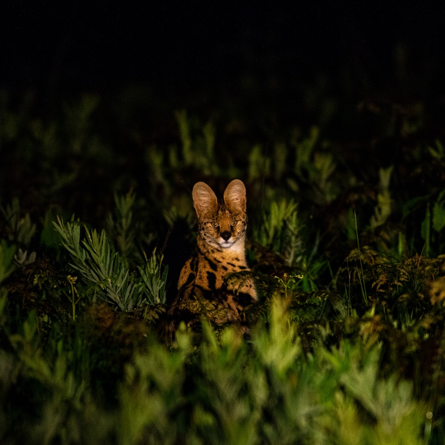 A serval photographed at night in Nyika.