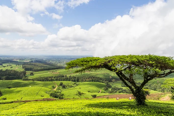 Tea fields and hillside views at Satemwa Estate.