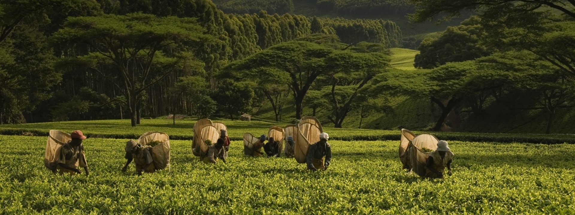 Tea pluckers on the Satemwa estate.