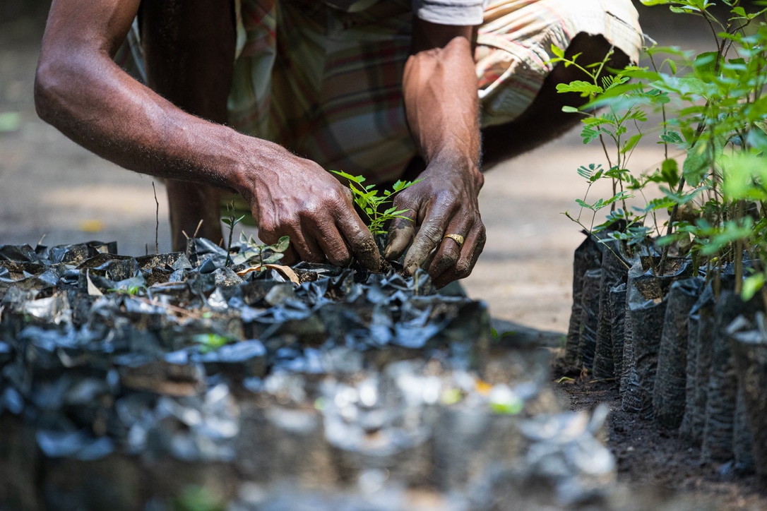 Hands tending seedlings in a Root to Fruit nursery.
