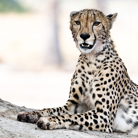 cheetah-6